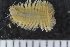  ( - ZMBN_108087)  @11 [ ] CreativeCommons - Attribution Non-Commercial Share-Alike (2018) University of Bergen Natural History Collections