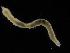  ( - ZMBN_114300)  @11 [ ] CreativeCommons - Attribution Non-Commercial Share-Alike (2017) University of Bergen Natural History Collections