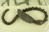  ( - ZMBN_114328)  @11 [ ] CreativeCommons - Attribution Non-Commercial Share-Alike (2017) University of Bergen Natural History Collections