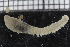  ( - ZMBN_114329)  @11 [ ] CreativeCommons - Attribution Non-Commercial Share-Alike (2017) University of Bergen Natural History Collections