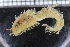  ( - ZMBN_114343)  @11 [ ] CreativeCommons - Attribution Non-Commercial Share-Alike (2017) University of Bergen Natural History Collections