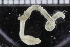  ( - ZMBN_114363)  @11 [ ] CreativeCommons - Attribution Non-Commercial Share-Alike (2017) University of Bergen Natural History Collections