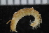  ( - ZMBN_116094)  @11 [ ] CreativeCommons - Attribution Non-Commercial Share-Alike (2017) University of Bergen Natural History Collections