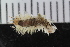  ( - ZMBN_116104)  @11 [ ] CreativeCommons - Attribution Non-Commercial Share-Alike (2017) University of Bergen Natural History Collections
