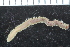  ( - ZMBN_116123)  @11 [ ] CreativeCommons - Attribution Non-Commercial Share-Alike (2017) University of Bergen Natural History Collections