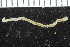  ( - ZMBN_116125)  @11 [ ] CreativeCommons - Attribution Non-Commercial Share-Alike (2017) University of Bergen Natural History Collections