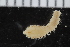  ( - ZMBN_116144)  @11 [ ] CreativeCommons - Attribution Non-Commercial Share-Alike (2017) University of Bergen Natural History Collections