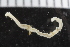  ( - ZMBN_116149)  @11 [ ] CreativeCommons - Attribution Non-Commercial Share-Alike (2017) University of Bergen Natural History Collections