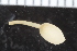  (Onchnesoma steenstrupii - ZMBN_116157)  @11 [ ] CreativeCommons - Attribution Non-Commercial Share-Alike (2017) University of Bergen Natural History Collections