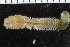 ( - ZMBN_116158)  @11 [ ] CreativeCommons - Attribution Non-Commercial Share-Alike (2017) University of Bergen Natural History Collections