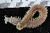  ( - ZMBN_116163)  @11 [ ] CreativeCommons - Attribution Non-Commercial Share-Alike (2017) University of Bergen Natural History Collections