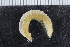  ( - ZMBN_116515)  @11 [ ] CreativeCommons - Attribution Non-Commercial Share-Alike (2017) University of Bergen Natural History Collections
