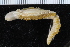  ( - ZMBN_116519)  @11 [ ] CreativeCommons - Attribution Non-Commercial Share-Alike (2017) University of Bergen Natural History Collections