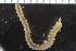  ( - ZMBN_116559)  @11 [ ] CreativeCommons - Attribution Non-Commercial Share-Alike (2017) University of Bergen Natural History Collections