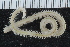  ( - ZMBN_117811)  @11 [ ] CreativeCommons - Attribution Non-Commercial Share-Alike (2017) University of Bergen Natural History Collections