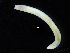  (Ophelina sp. JAK-D - ZMBN_117855)  @11 [ ] CreativeCommons - Attribution Non-Commercial Share-Alike (2017) University of Bergen Natural History Collections