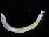  ( - ZMBN_117856)  @11 [ ] CreativeCommons - Attribution Non-Commercial Share-Alike (2017) University of Bergen Natural History Collections