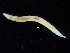  ( - ZMBN_117858)  @11 [ ] CreativeCommons - Attribution Non-Commercial Share-Alike (2017) University of Bergen Natural History Collections