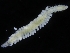  ( - ZMBN_120360)  @11 [ ] CreativeCommons - Attribution Non-Commercial Share-Alike (2017) University of Bergen Natural History Collections