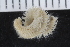  ( - ZMBN_120384)  @11 [ ] CreativeCommons - Attribution Non-Commercial Share-Alike (2017) University of Bergen Natural History Collections