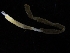  ( - ZMBN_120392)  @11 [ ] CreativeCommons - Attribution Non-Commercial Share-Alike (2017) University of Bergen Natural History Collections