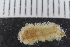  ( - ZMBN_120398)  @11 [ ] CreativeCommons - Attribution Non-Commercial Share-Alike (2017) University of Bergen Natural History Collections