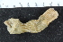  (Sipunculus - ZMBN_120400)  @11 [ ] CreativeCommons - Attribution Non-Commercial Share-Alike (2017) University of Bergen Natural History Collections