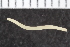  ( - ZMBN_123791)  @11 [ ] CreativeCommons - Attribution Non-Commercial Share-Alike (2018) University of Bergen Natural History Collections