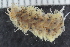  ( - ZMBN_125341)  @11 [ ] CreativeCommons - Attribution Non-Commercial Share-Alike (2018) University of Bergen Natural History Collections