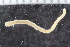  ( - ZMBN_125345)  @11 [ ] CreativeCommons - Attribution Non-Commercial Share-Alike (2018) University of Bergen Natural History Collections