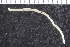  ( - ZMBN_125348)  @11 [ ] CreativeCommons - Attribution Non-Commercial Share-Alike (2018) University of Bergen Natural History Collections