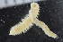  ( - ZMBN_125358)  @11 [ ] CreativeCommons - Attribution Non-Commercial Share-Alike (2018) University of Bergen Natural History Collections