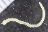  ( - ZMBN_125359)  @11 [ ] CreativeCommons - Attribution Non-Commercial Share-Alike (2018) University of Bergen Natural History Collections