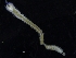  ( - ZMBN_125375)  @11 [ ] CreativeCommons - Attribution Non-Commercial Share-Alike (2018) University of Bergen Natural History Collections