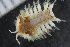  ( - ZMBN_125385)  @11 [ ] CreativeCommons - Attribution Non-Commercial Share-Alike (2018) University of Bergen Natural History Collections