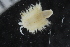  ( - ZMBN_125386)  @11 [ ] CreativeCommons - Attribution Non-Commercial Share-Alike (2018) University of Bergen Natural History Collections