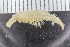  ( - ZMBN_125403)  @11 [ ] CreativeCommons - Attribution Non-Commercial Share-Alike (2018) University of Bergen Natural History Collections