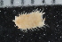  ( - ZMBN_125409)  @11 [ ] CreativeCommons - Attribution Non-Commercial Share-Alike (2018) University of Bergen Natural History Collections