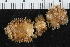  ( - ZMBN_125424)  @11 [ ] CreativeCommons - Attribution Non-Commercial Share-Alike (2018) University of Bergen Natural History Collections