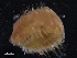  ( - ZMBN_125426)  @11 [ ] CreativeCommons - Attribution Non-Commercial Share-Alike (2018) University of Bergen Natural History Collections
