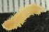  ( - ZMBN_126067)  @11 [ ] CreativeCommons - Attribution Non-Commercial Share-Alike (2018) University of Bergen Natural History Collections
