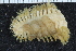  ( - ZMBN_126074)  @11 [ ] CreativeCommons - Attribution Non-Commercial Share-Alike (2018) University of Bergen Natural History Collections