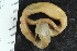 ( - ZMBN_126176)  @11 [ ] CreativeCommons - Attribution Non-Commercial Share-Alike (2018) University of Bergen Natural History Collections