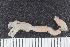  ( - ZMBN_126189)  @11 [ ] CreativeCommons - Attribution Non-Commercial Share-Alike (2018) University of Bergen Natural History Collections
