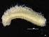  (Aricidea simonae - ZMBN_126911)  @11 [ ] CreativeCommons - Attribution Non-Commercial Share-Alike (2019) University of Bergen Natural History Collections