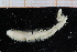  ( - ZMBN_95255)  @12 [ ] CreativeCommons - Attribution Non-Commercial Share-Alike (2014) University of Bergen University of Bergen, Natural History Collections