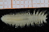  ( - ZMBN_95256)  @11 [ ] CreativeCommons - Attribution Non-Commercial Share-Alike (2014) University of Bergen University of Bergen, Natural History Collections