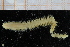  ( - ZMBN_95257)  @11 [ ] CreativeCommons - Attribution Non-Commercial Share-Alike (2014) University of Bergen University of Bergen, Natural History Collections