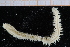  ( - ZMBN_95259)  @11 [ ] CreativeCommons - Attribution Non-Commercial Share-Alike (2014) University of Bergen University of Bergen, Natural History Collections