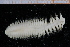  ( - ZMBN_95260)  @11 [ ] CreativeCommons - Attribution Non-Commercial Share-Alike (2014) University of Bergen University of Bergen, Natural History Collections